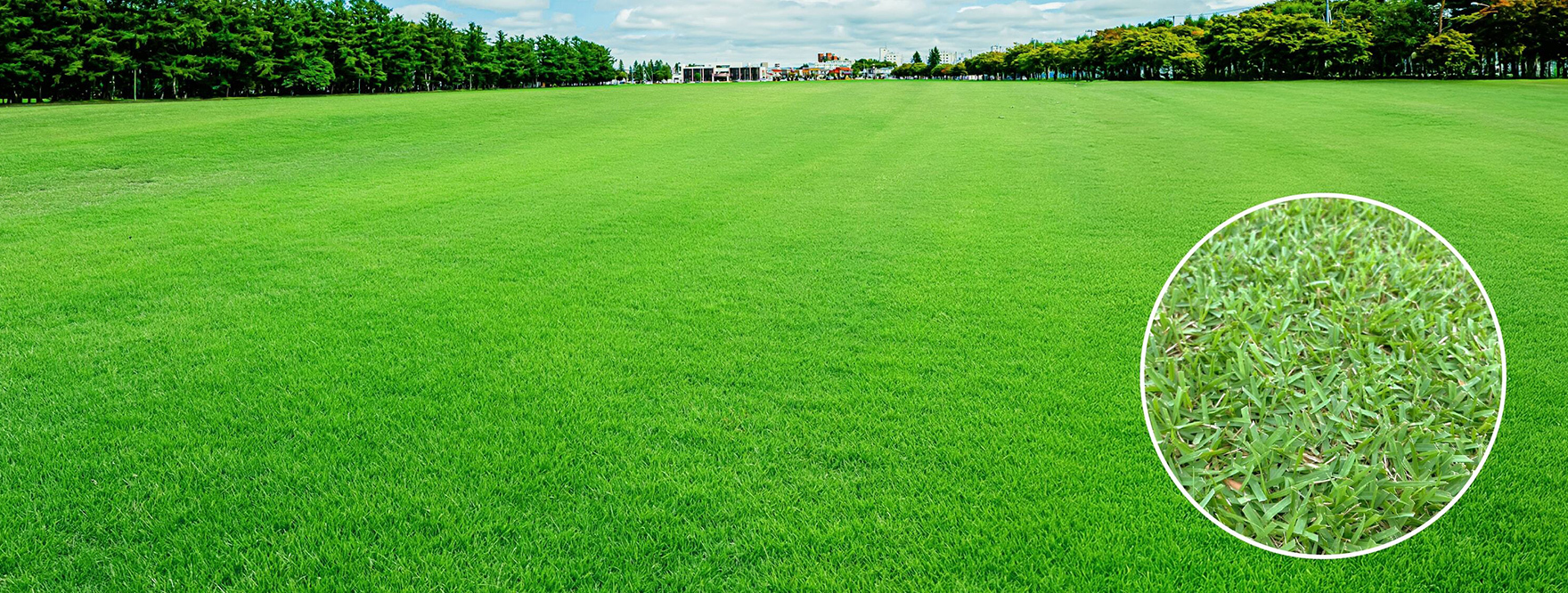 ホッカイターフ